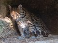 ocelot-g91_4041