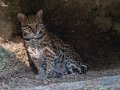 ocelot-g91_4044