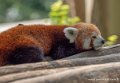 panda-roux-g91_4066