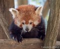 panda-roux-g91_4067