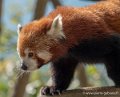 panda-roux-g91_4068