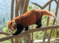 panda-roux-g91_4069