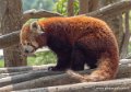 panda-roux-g91_4072