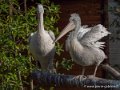 pelican-g91_3980