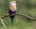 rollier-ventrebleu-g92_5279