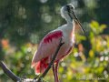 spatule-rosee-g92_5277