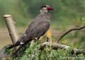sterne-inca-g92_5275