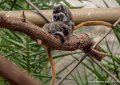 tamarin-empereur-g91_4121