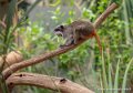 tamarin-empereur-g91_4134
