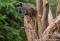 tamarin-empereur-g91_4138