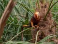 tamarin-lion-g91_4148