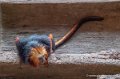 tamarin-lion-g91_4150