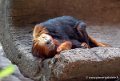 tamarin-lion-g91_4157