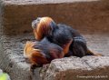tamarin-lion-g91_4159