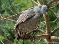 vautour-g92_5304