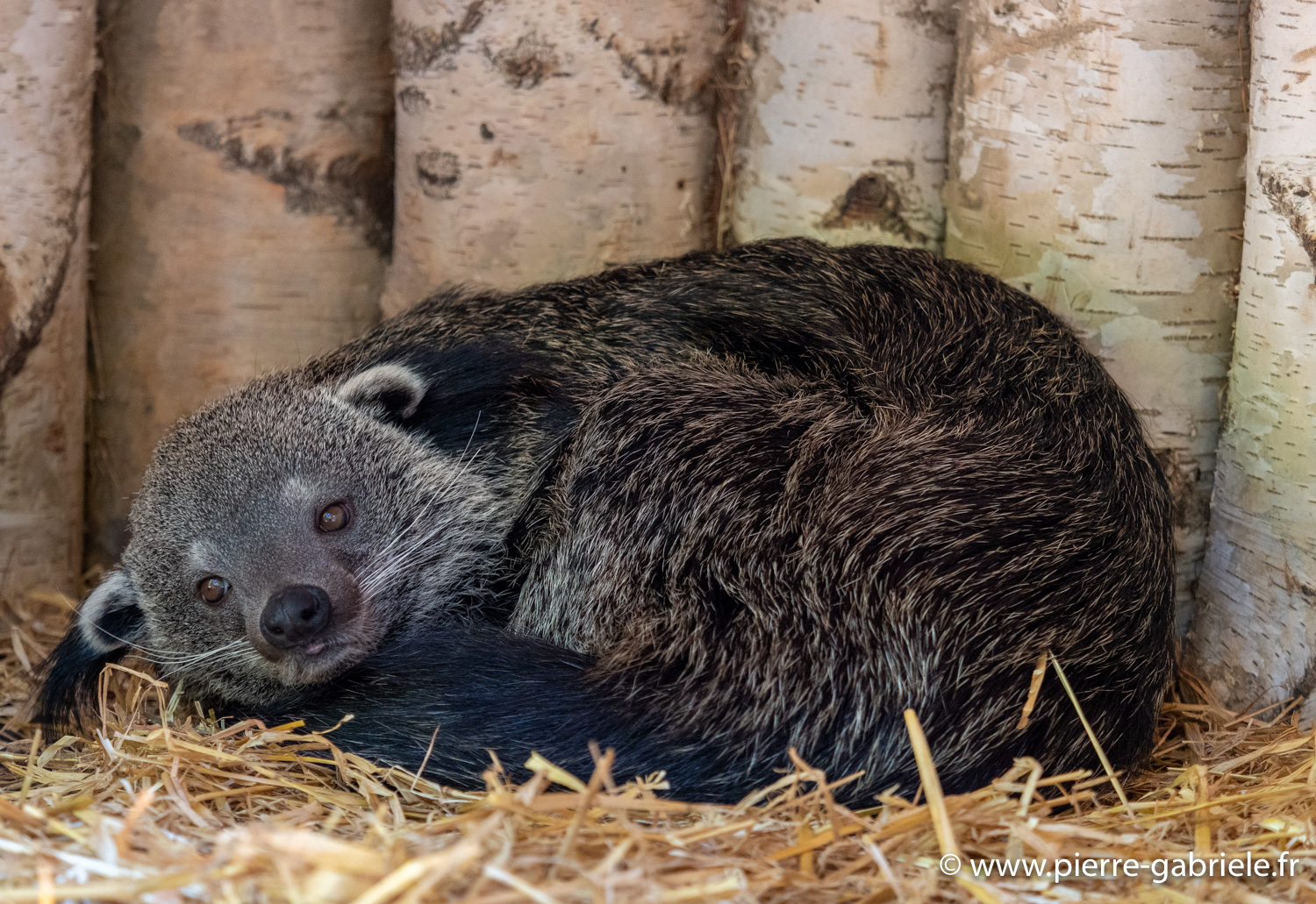 binturong-g91_6067.jpg