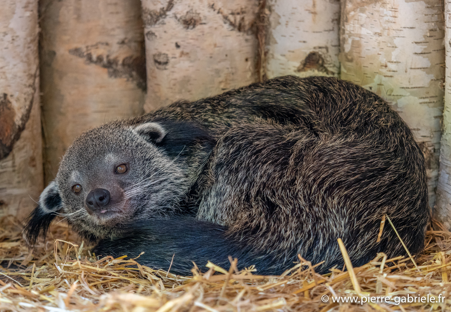 binturong-g91_6068.jpg