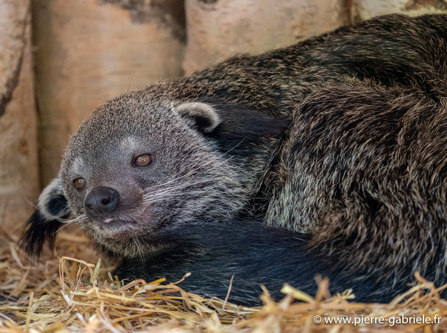 binturong-g91_6069.jpg