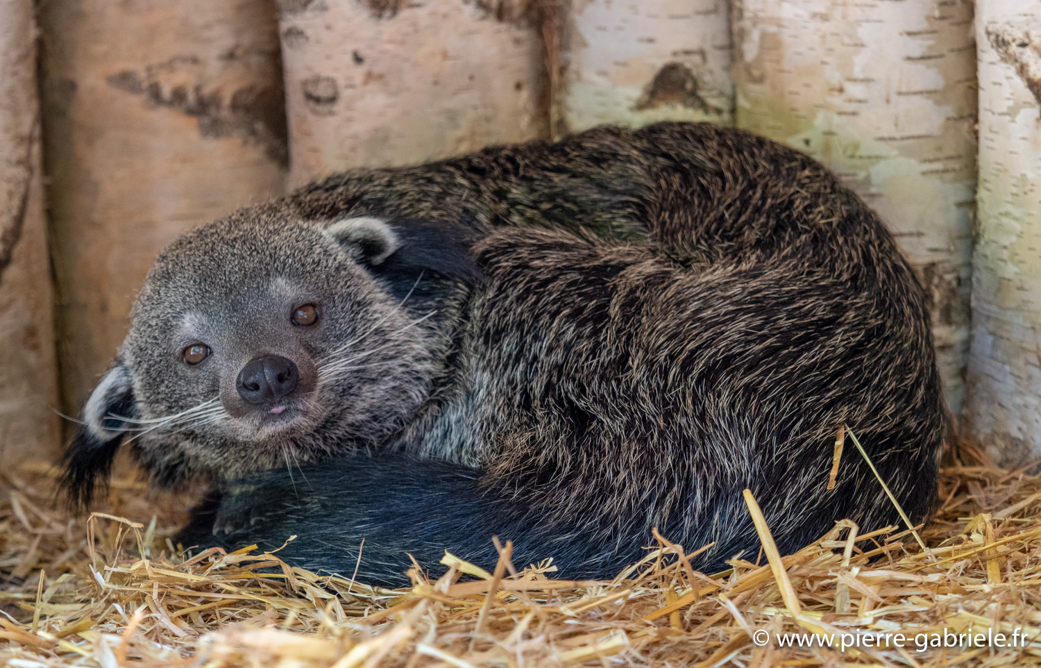 binturong-g91_6070.jpg