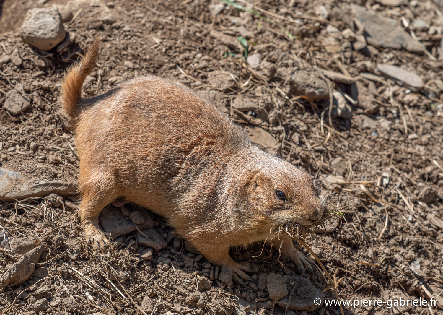 chien-de-prairie-g91_6114.jpg