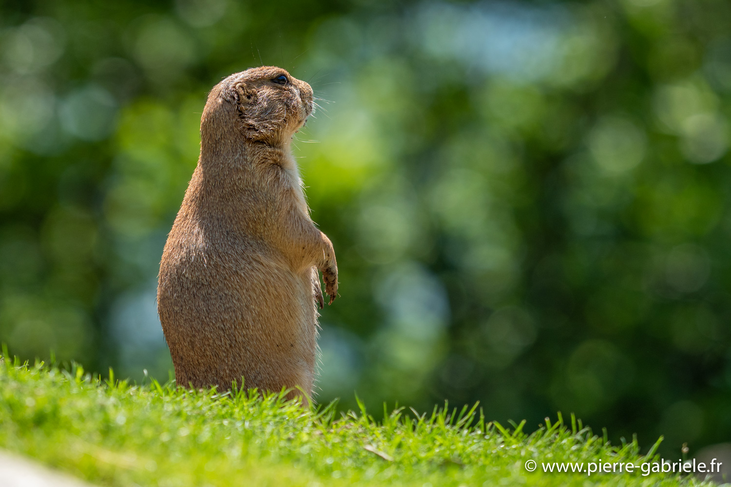 chien-de-prairie-g91_6115.jpg