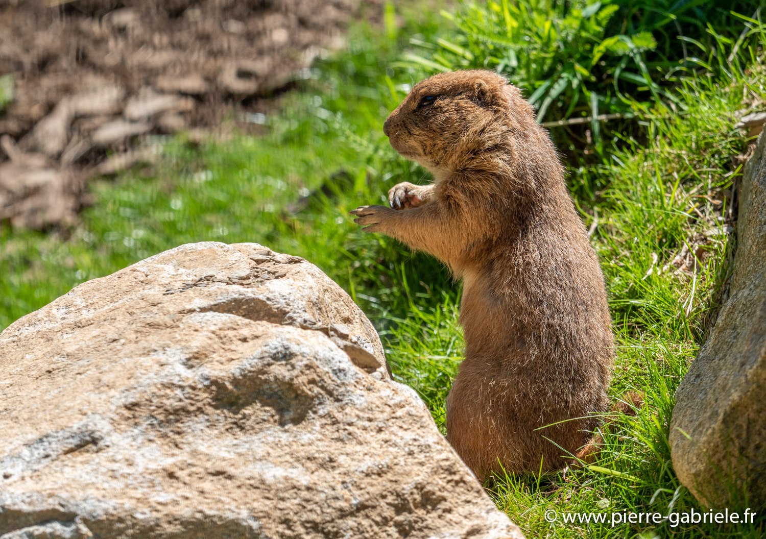 chien-de-prairie-g91_6117.jpg