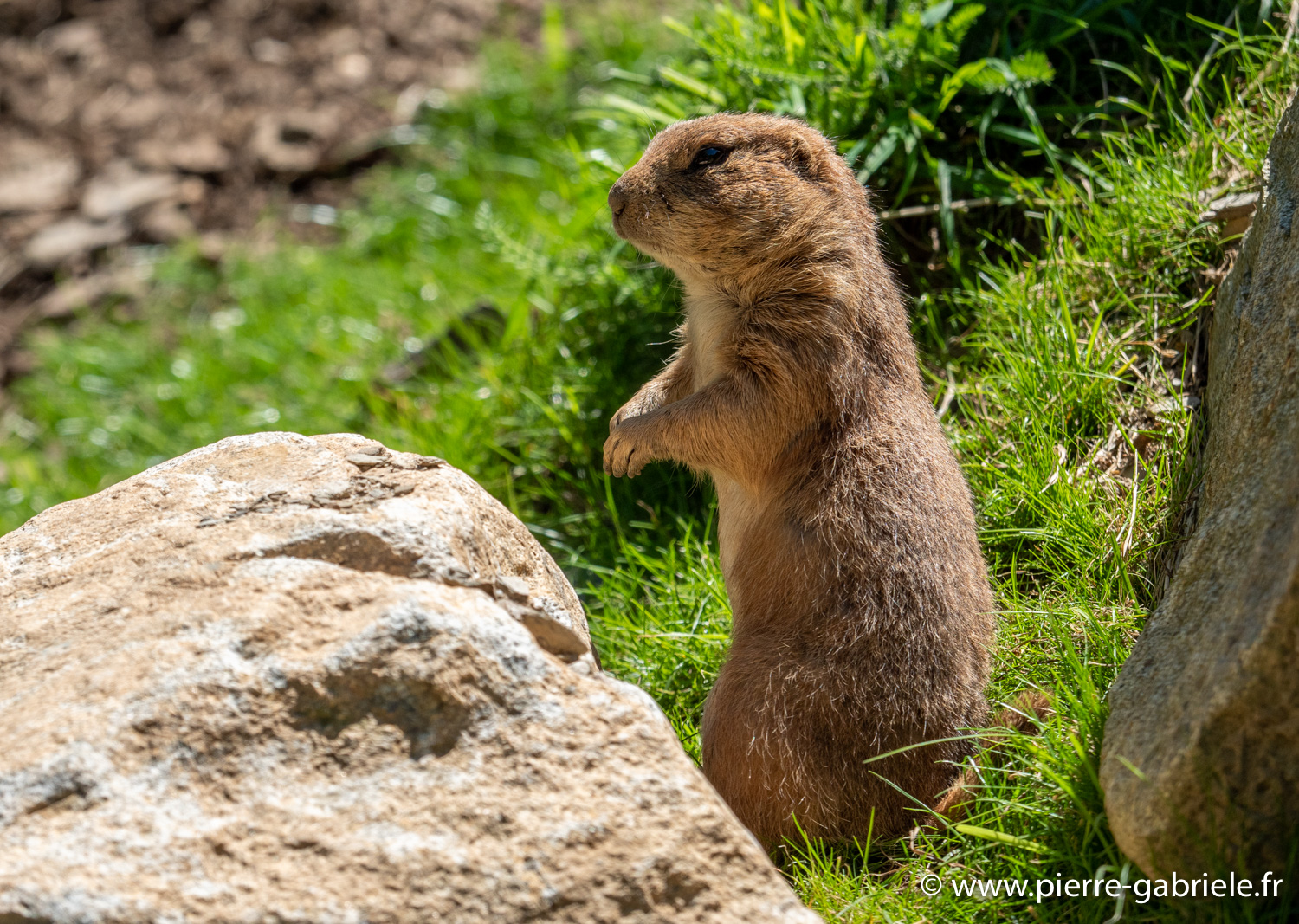chien-de-prairie-g91_6118.jpg