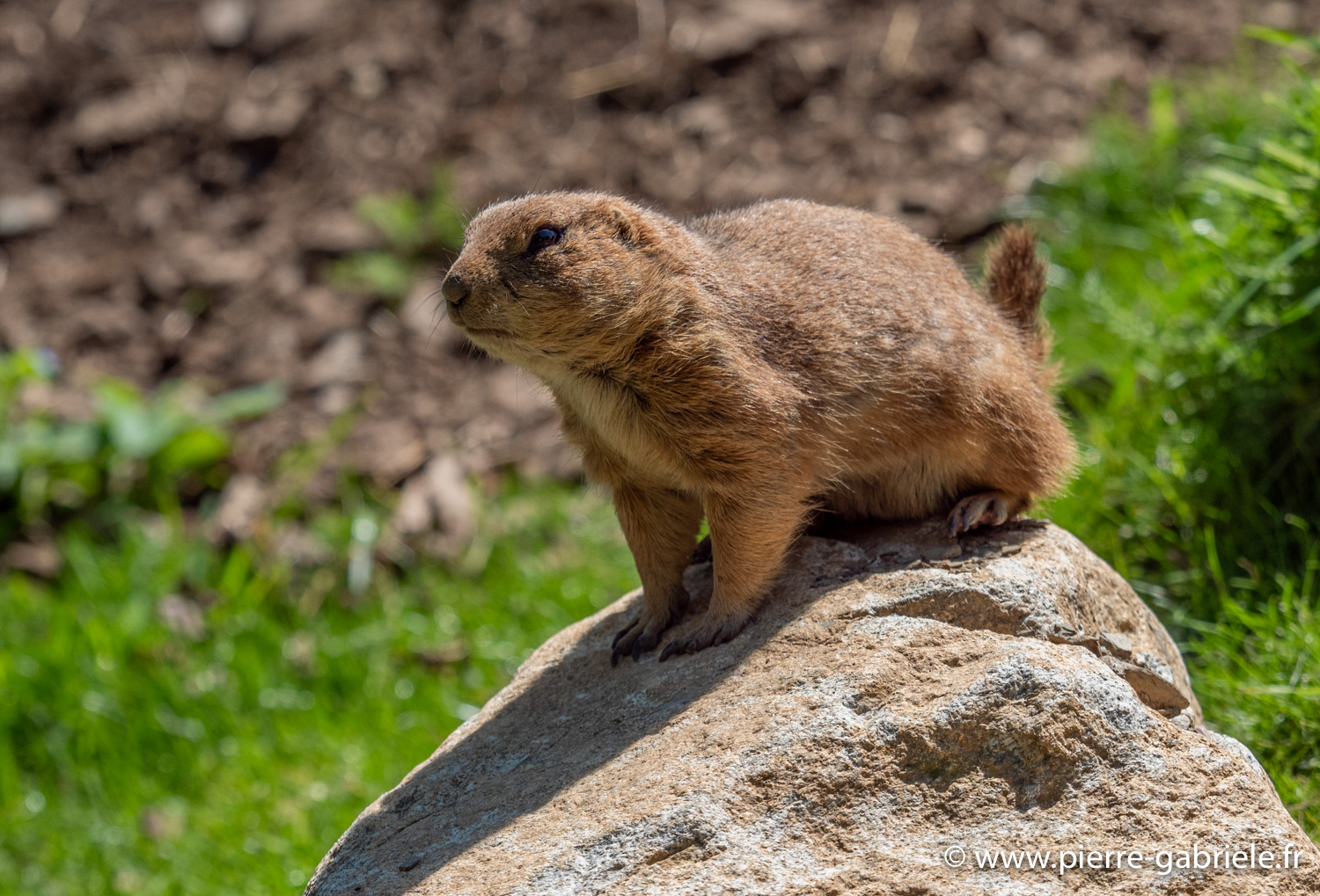 chien-de-prairie-g91_6119.jpg