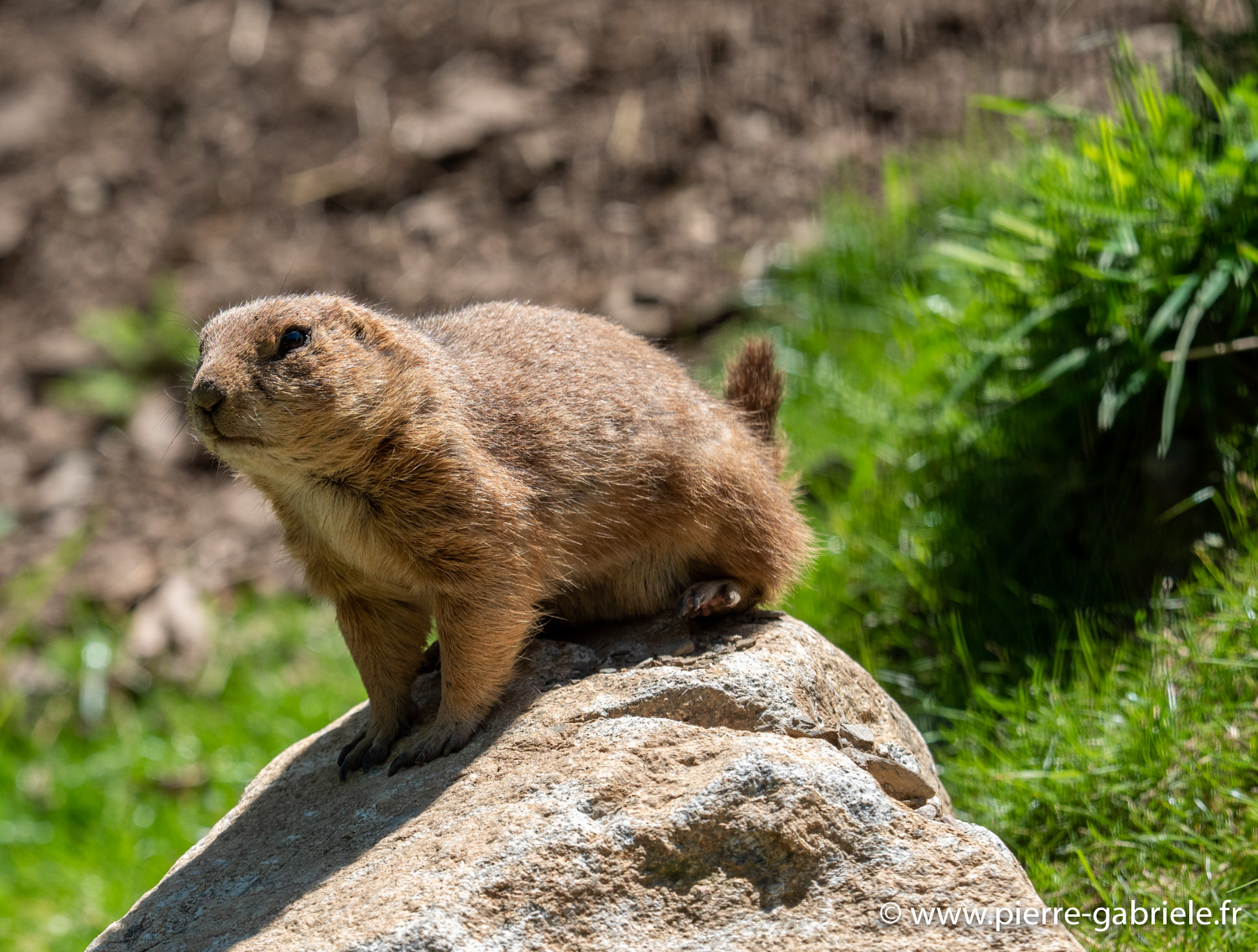 chien-de-prairie-g91_6120.jpg