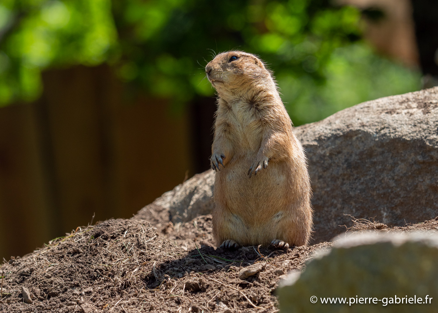 chien-de-prairie-g91_6125.jpg