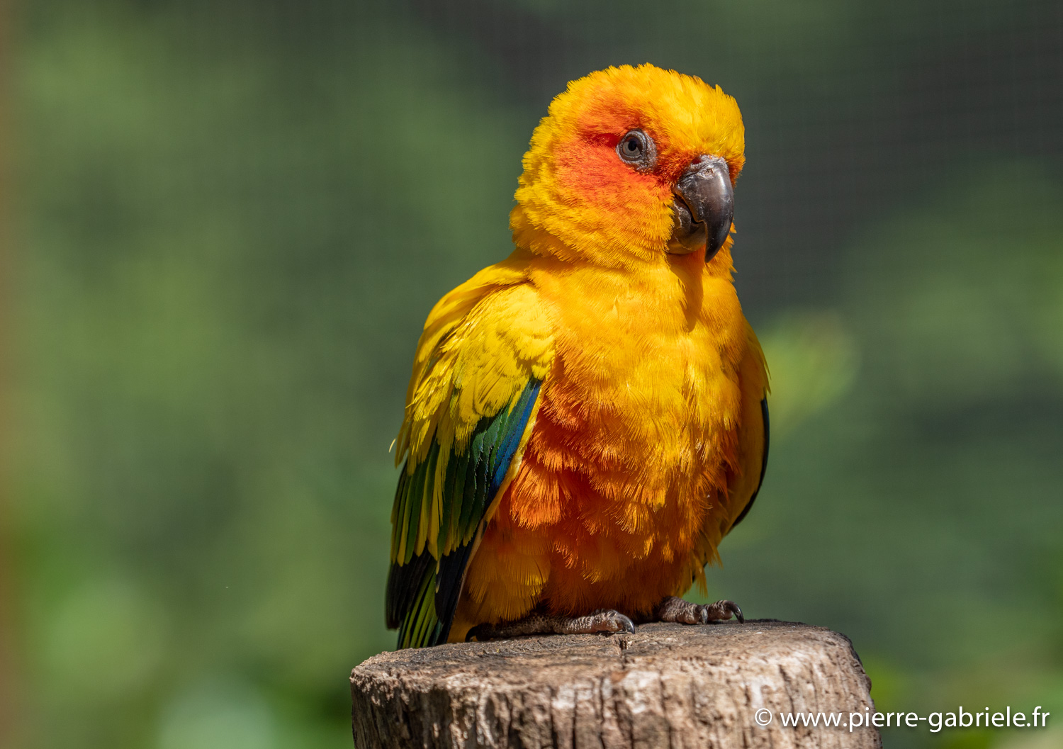 conure-soleil-g91_6086.jpg
