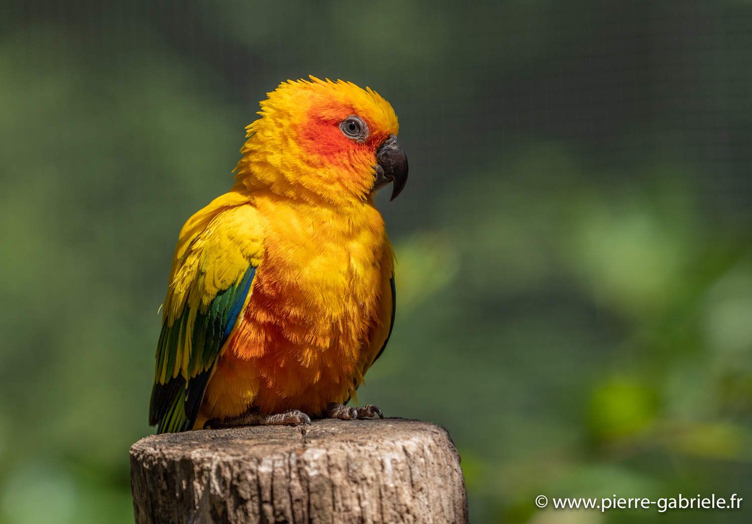 conure-soleil-g91_6087.jpg