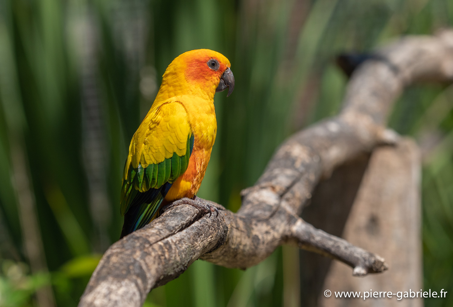 conure-soleil-g91_6100.jpg
