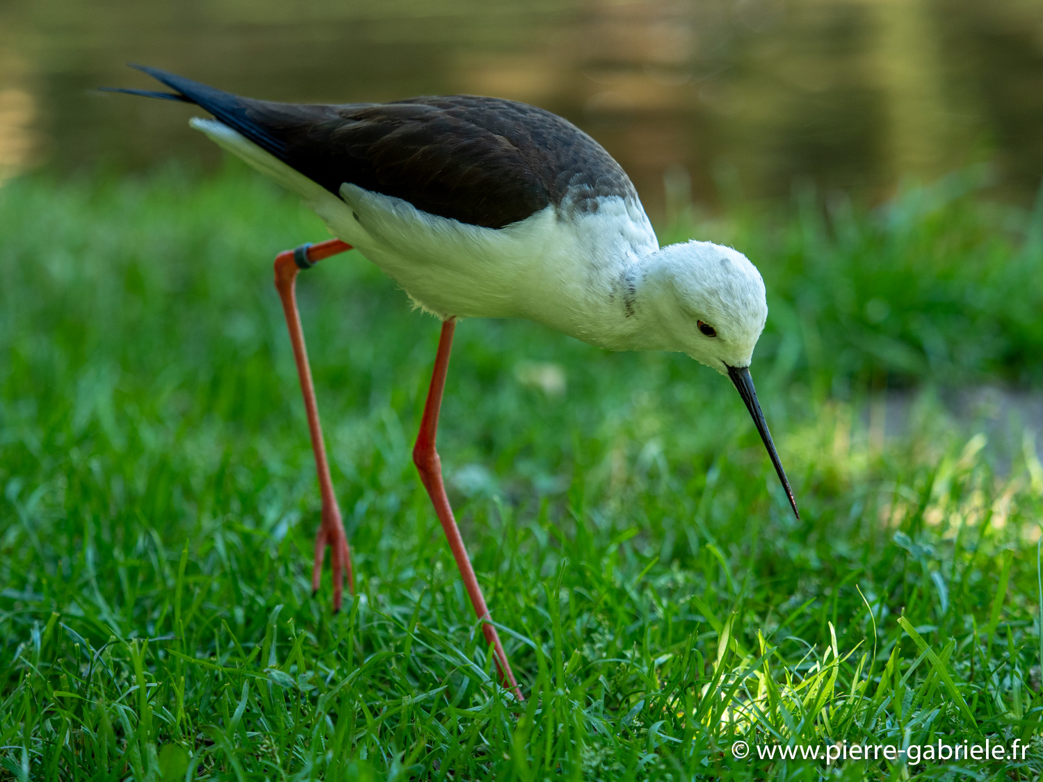 echasse-g91_5990.jpg