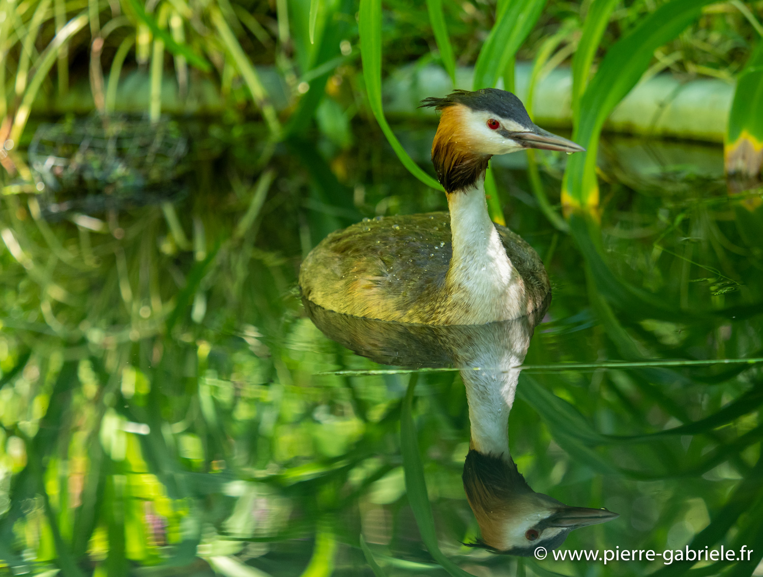 grebe-huppe-g91_6029.jpg