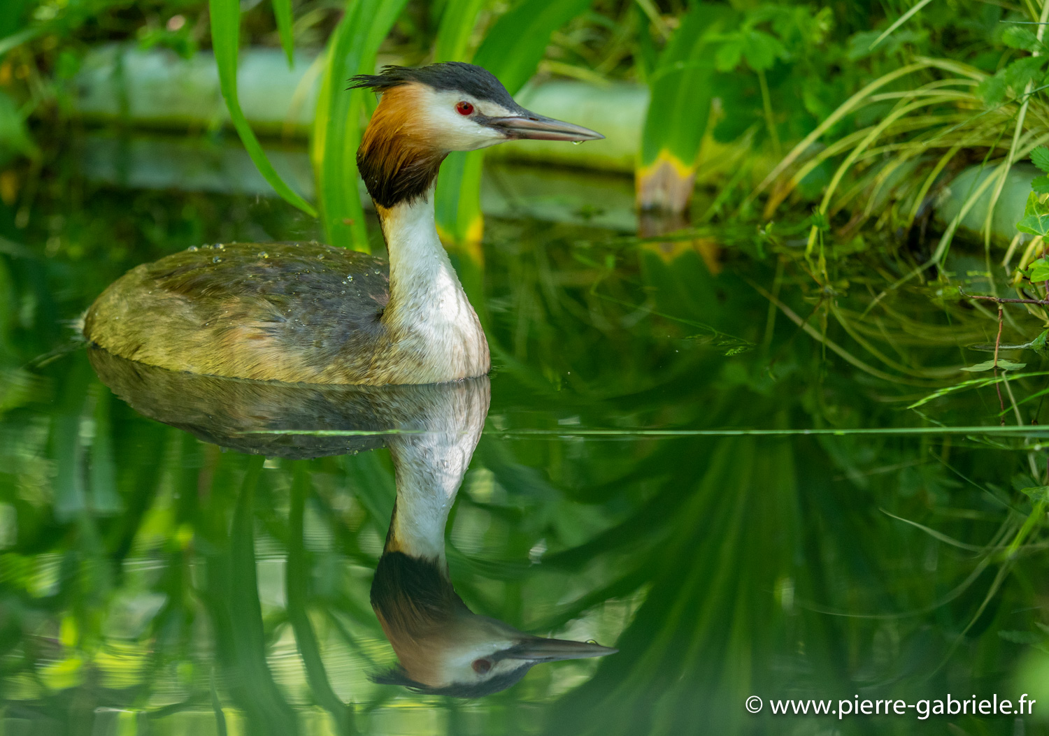 grebe-huppe-g91_6031.jpg