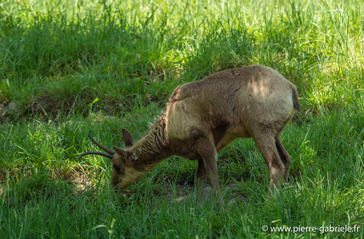 isard-g91_6129.jpg