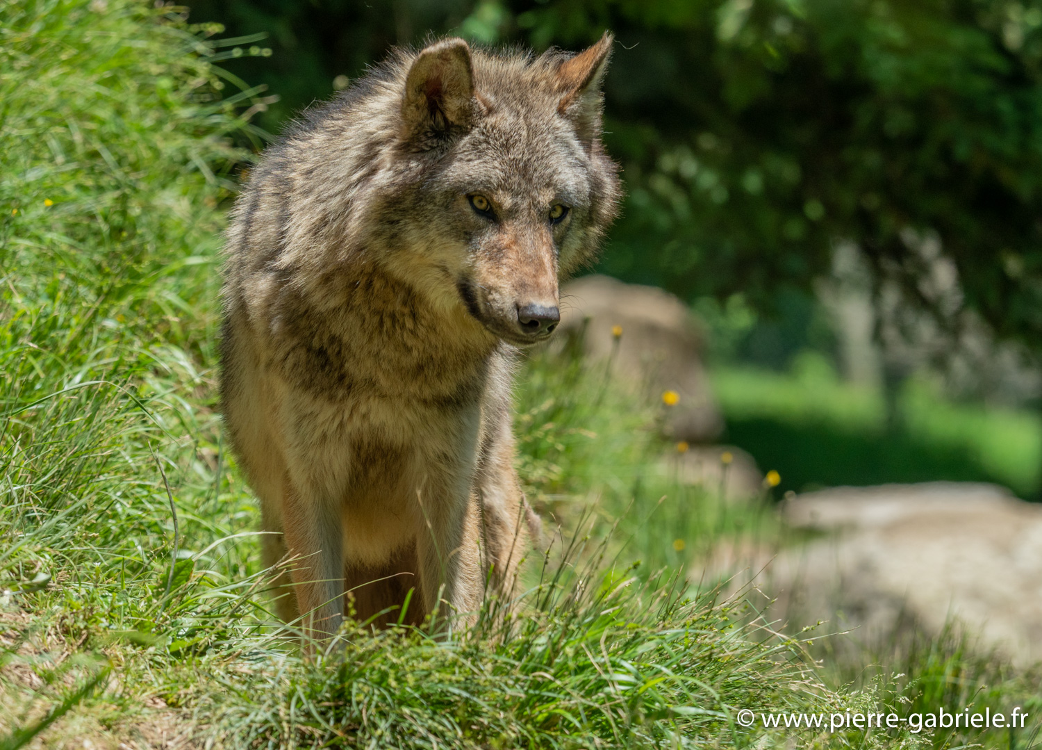 loup-g91_6139.jpg