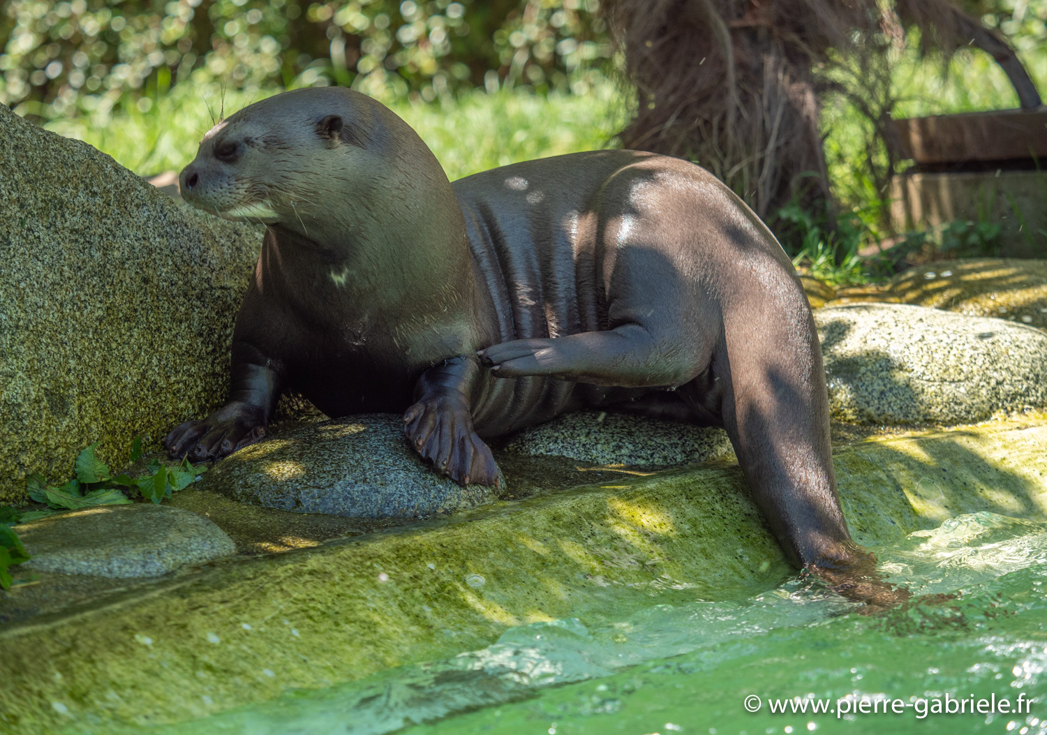 loutre-g91_6151.jpg