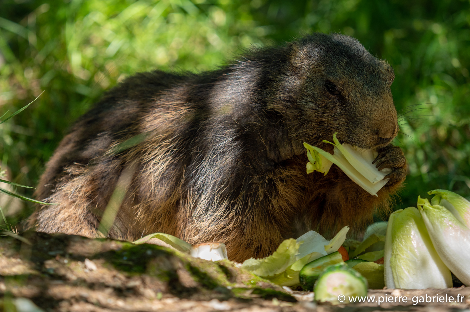 marmotte-g91_6008.jpg