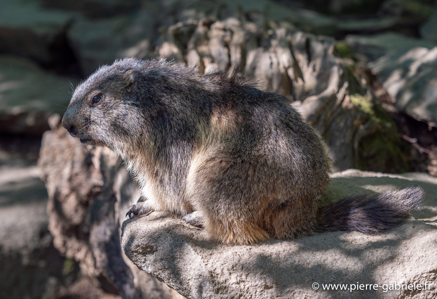 marmotte-g91_6035.jpg