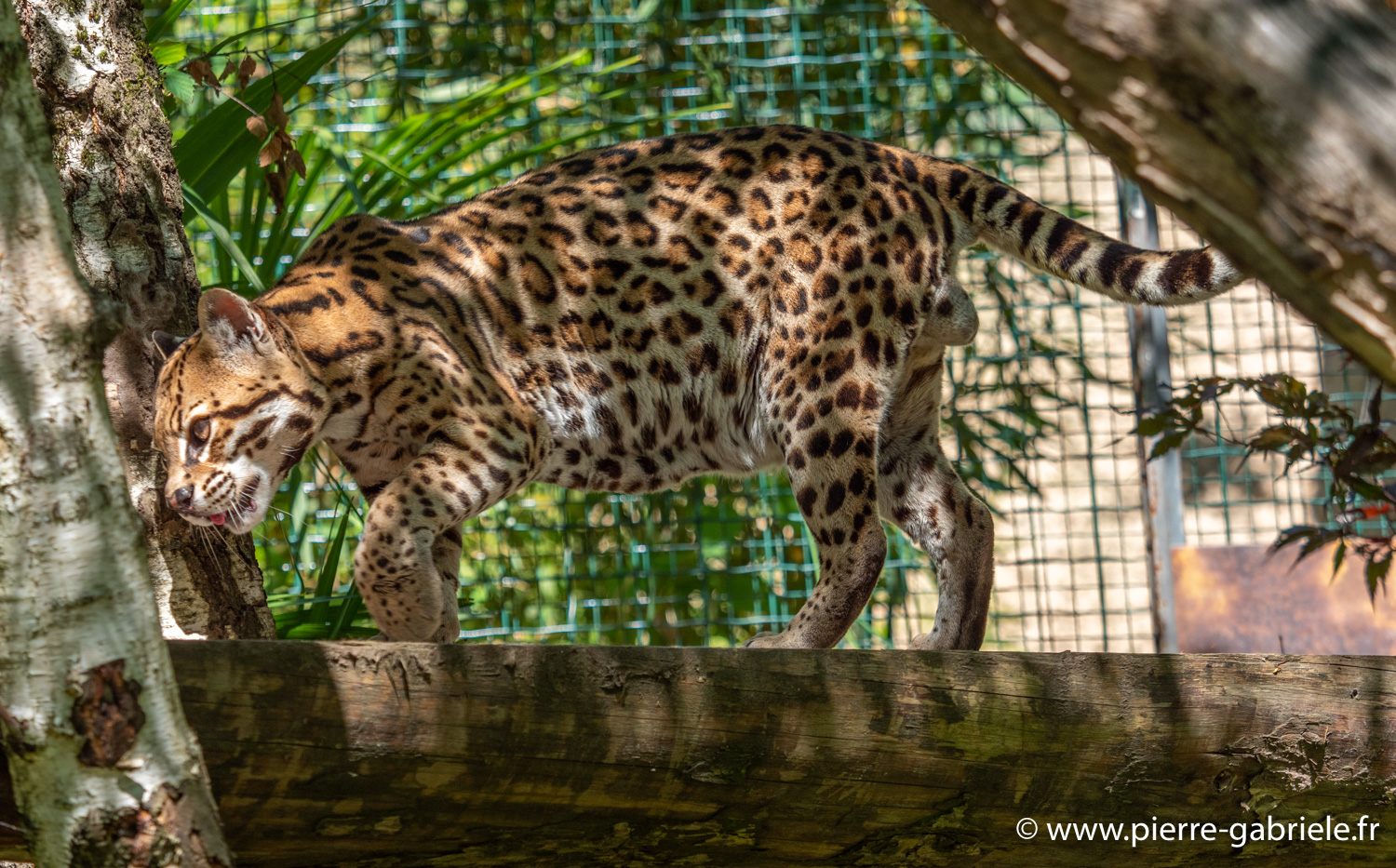 ocelot-g91_6037.jpg
