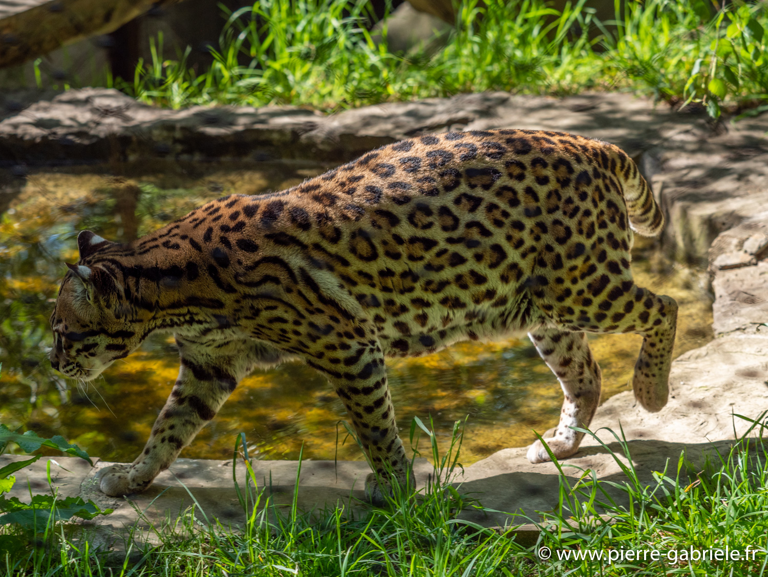 ocelot-g91_6040.jpg