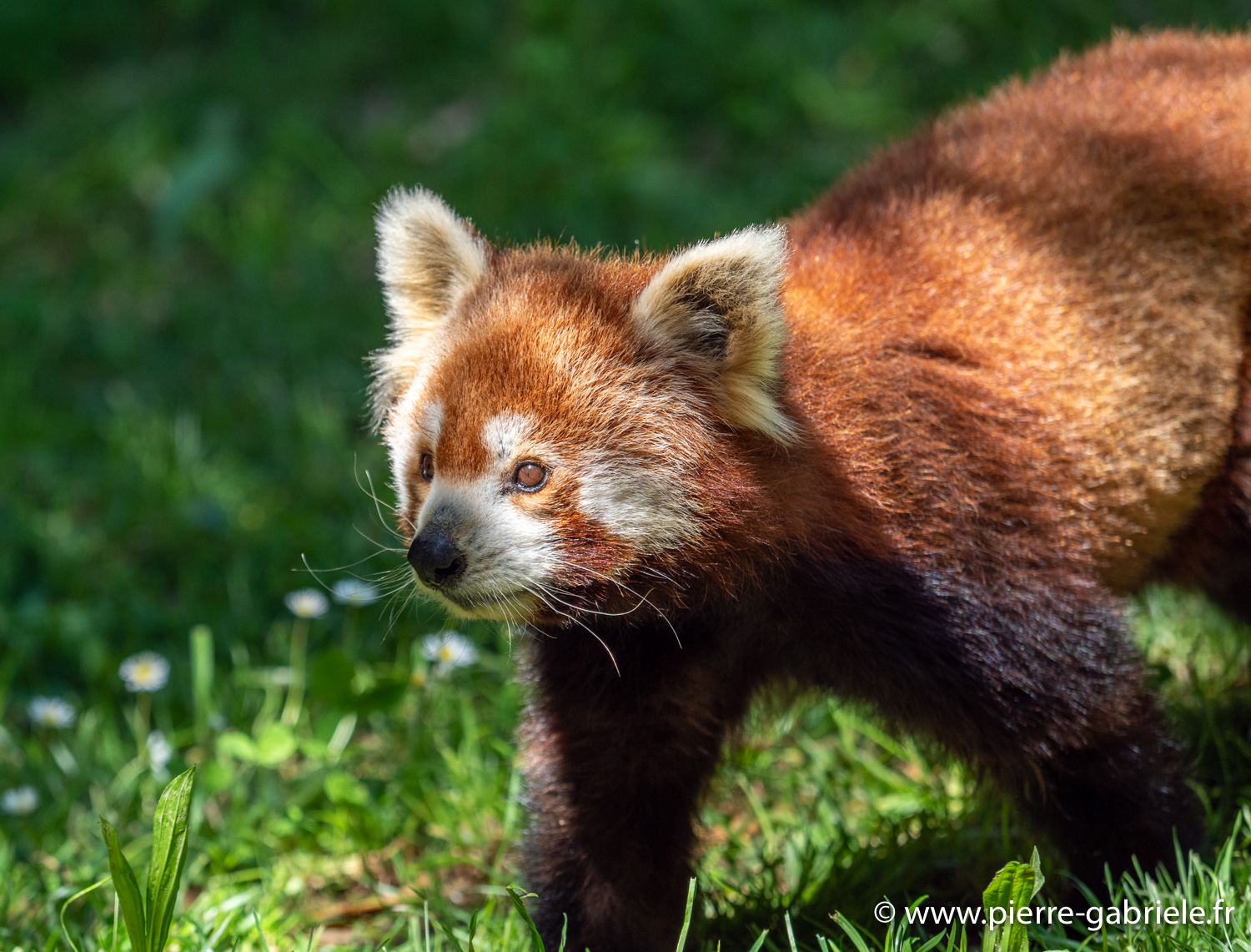 panda-g91_6071.jpg