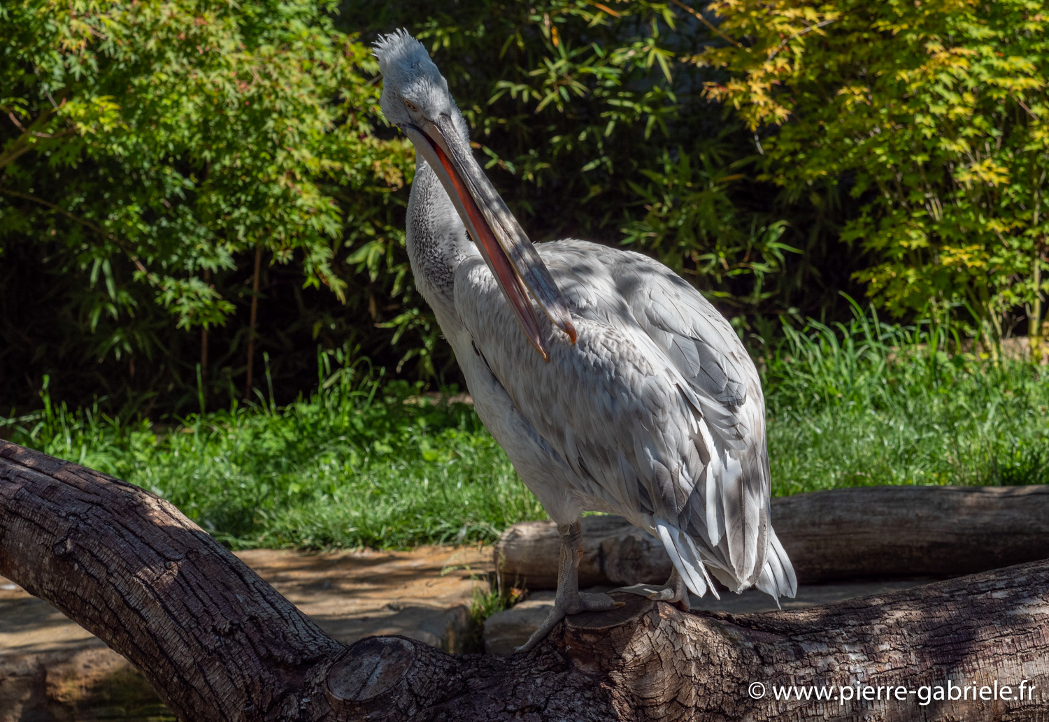 pelican-g91_6006.jpg
