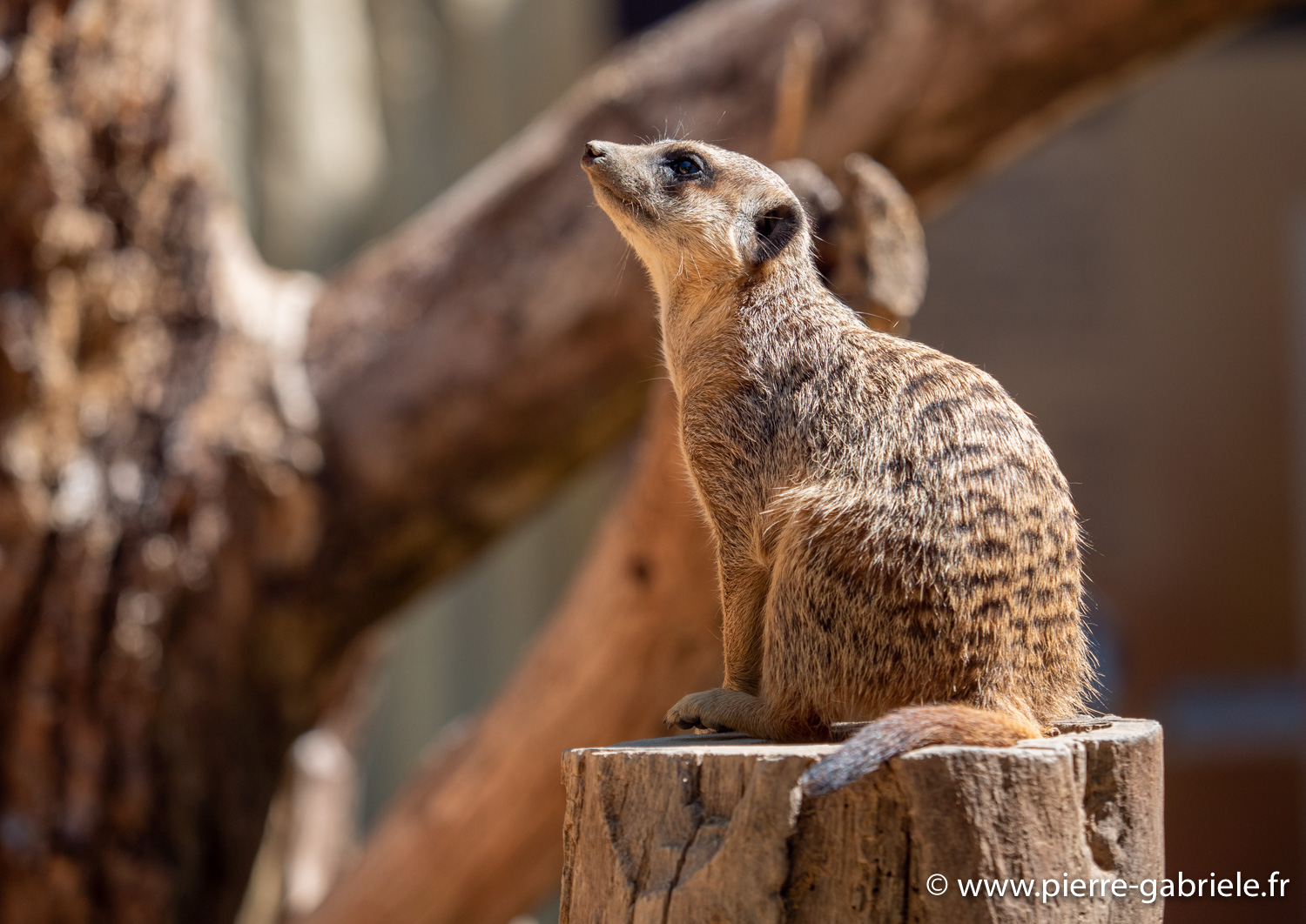 surycat-g91_6060.jpg