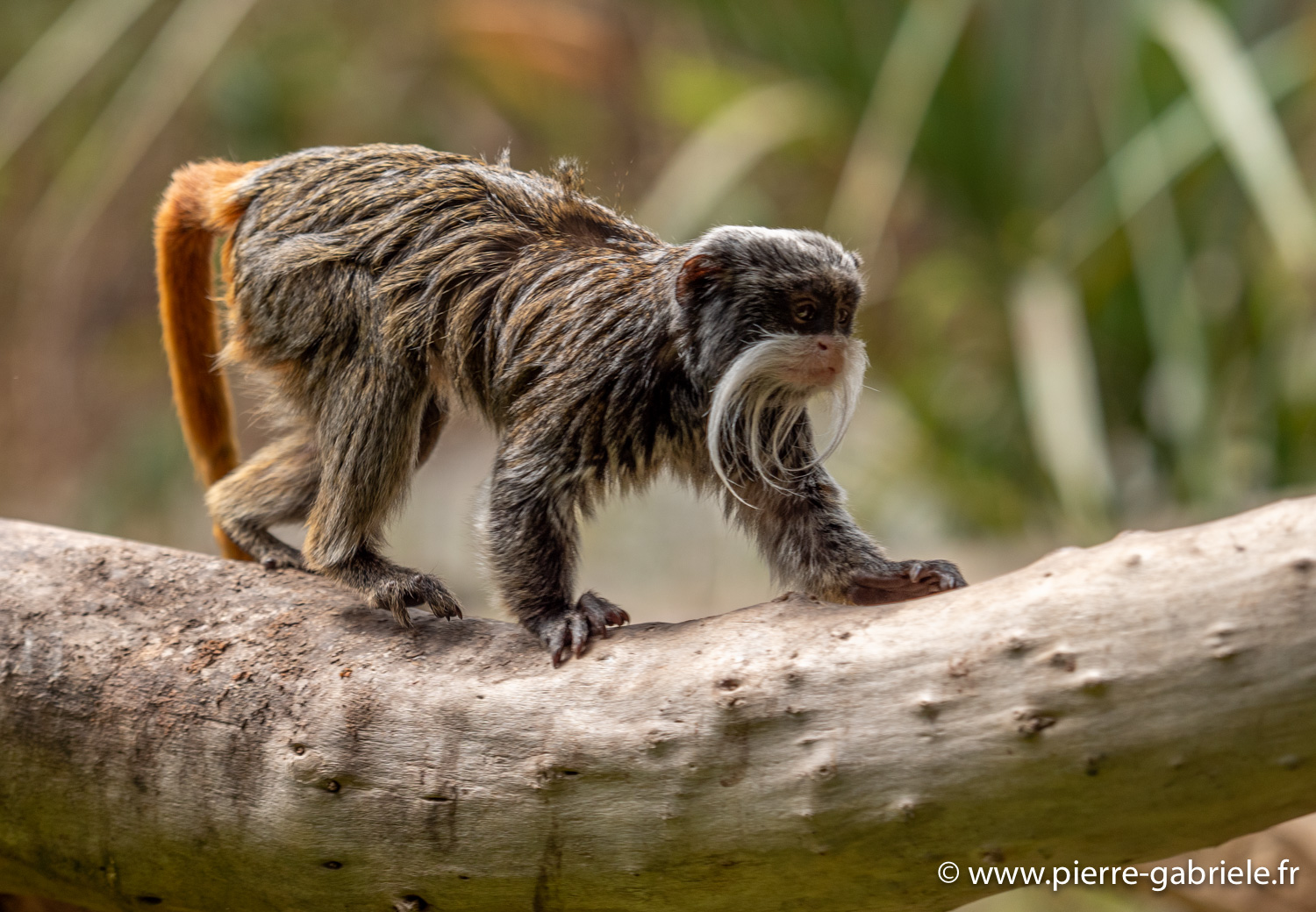 tamarin-empereur-g91_6155.jpg