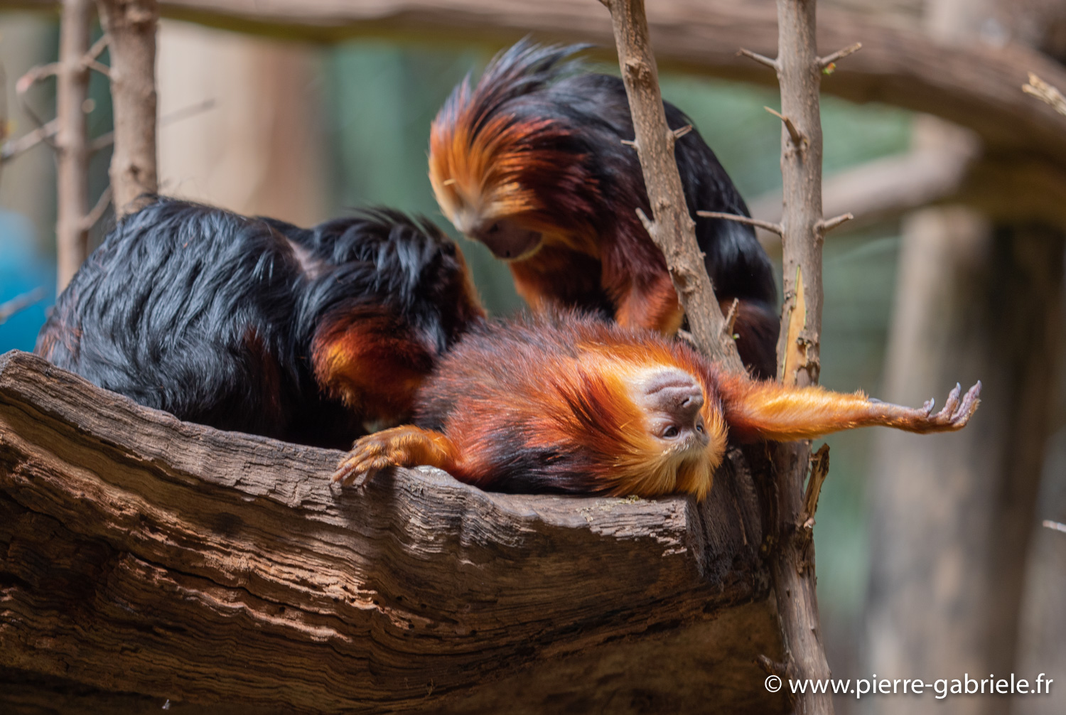tamarin-lion-g91_6166.jpg