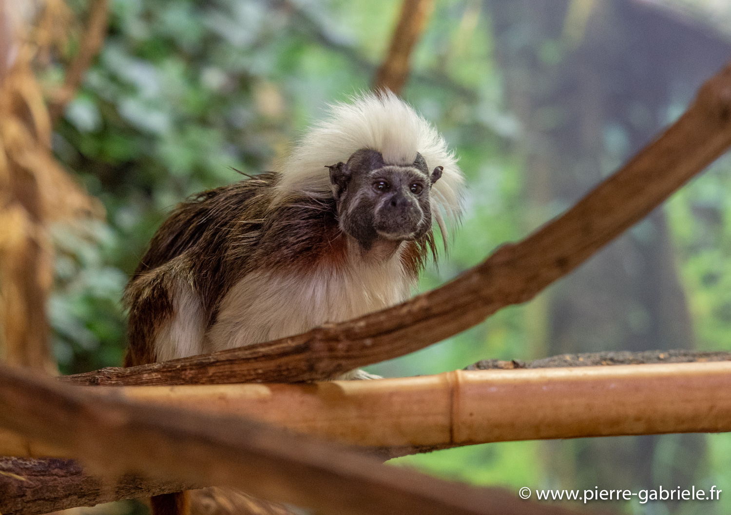 tamarin-pinche-g91_6158.jpg