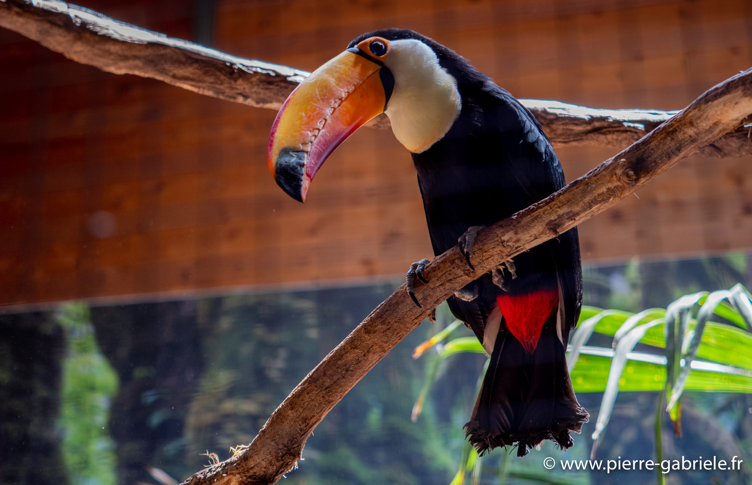 toucan-g91_6174.jpg